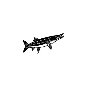 recommend clip art:  garfish  isolated on white background