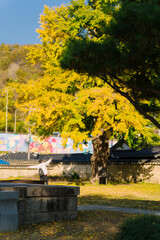 Naklejka premium a vibrant tree with yellow and green leaves against a clear blue sky, signifying autumn’s arrival in Korea. The scene is serene and full of natural beauty.