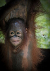 Borneo orangutan ( pongo pygmaeus)