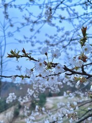 Flower tree during spring.