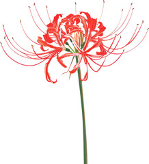 Obraz premium Red spider lily bloom