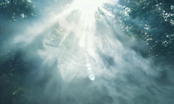 森の中の散歩道