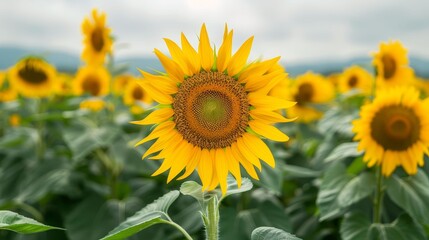 Fototapeta premium Field of sunflowers facing solar panels, sustainability concept