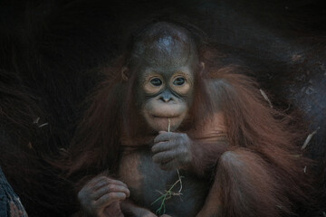 Borneo orangutan ( Pongo pygmaeus)