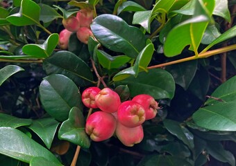 The bright fruit of a Magenta lilly pilly. Syzygium paniculatum