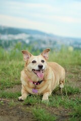 A light brown dog lies on grass with view to Prague