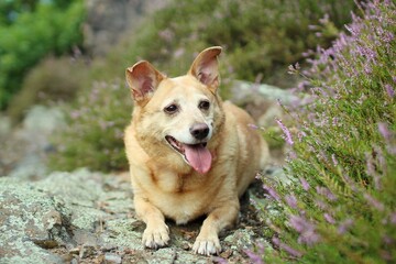 A light brown dog lies on the way near the heather