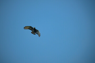 Crested honey-buzzard flying in the nature.