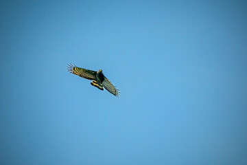 Crested honey-buzzard flying in the nature.