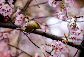 Japanese Bird in Cherry Blossom
