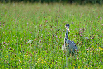 grey heron in the field on sunny summer evening close-up