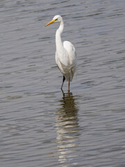 Great White Egret (Ardea alba) standing in a lake, front view.