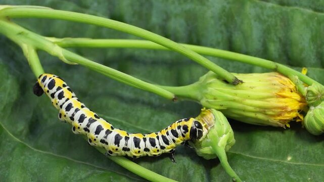 The butterfly caterpillar (lat. Cucullia lactucae) feeds on the buds of the thistle inflorescences.