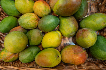 Reife Mangos nach der Ernte auf dem Hof