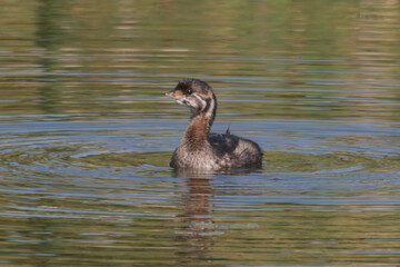 Pie Billed Griebe in marsh