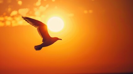 Fototapeta premium Silhouette of a bird in flight against a sunset.