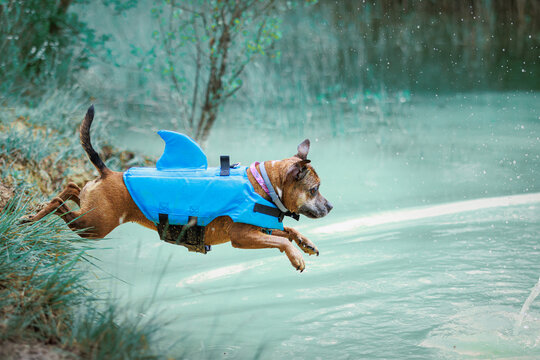 staffordshire bull terrier diving in a lack