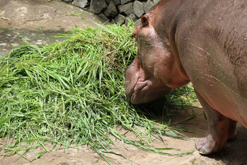 The Big hippopotamus is eatting in garden