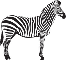 Fototapeta na wymiar A Beautiful zebra line art design.