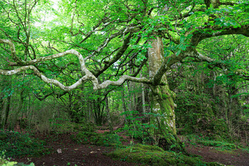 Trees in a beautiful forest