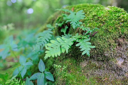 Trees in a beautiful forest