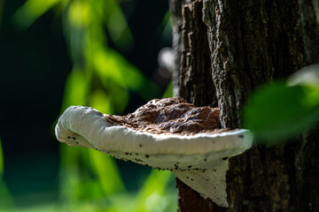 mushrooms in the forest