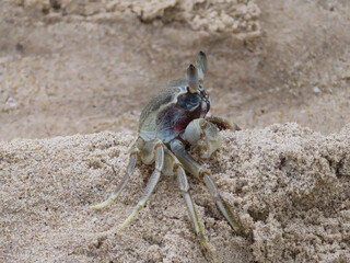 Ghost crab on a tropical beach