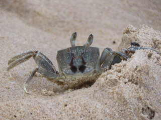 Ghost crab on a tropical beach with a fly on its leg