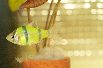 Puntigrus partipentazona,[2] the Dwarf Tiger Barb, is a species of cyprinid fish native to...