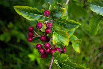 Ripe berries of liqueur or pomegranate rowan