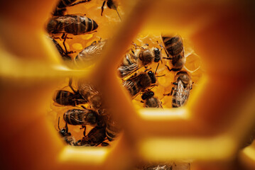 Macro View Through Honeycombs Frames. Inside Bees Hive. Organic Apiary.