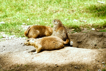 black tailed prairie dog with green grass