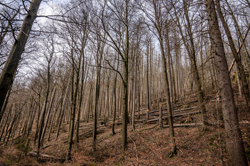 Broken forest with dead trees and broken trees