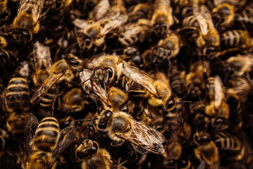 Macro Detailed Bees Insects Swarming, Ready To Look For New Home. Young Family.