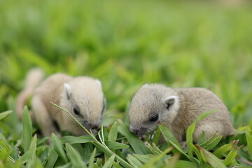 Baby squirrels looking out for their mother