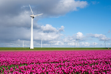 Vibrant Tulip Fields Under Wind Turbines in the Netherlands During Spring