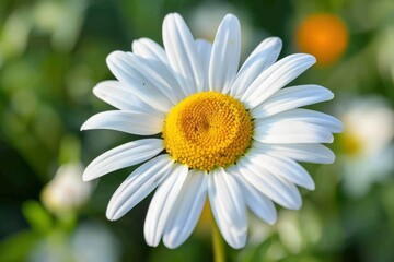 Fototapeta premium daisy flower, closeup with generative ai