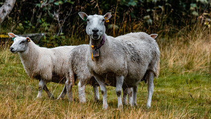 Obraz premium Beautiful sheep in Norway on the pasture.