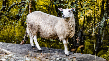 Obraz premium Beautiful sheep in Norway on the pasture.