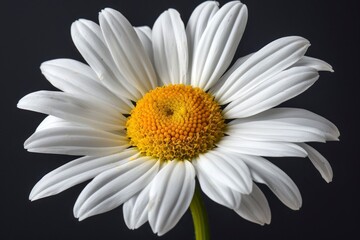 daisy flower, closeup with generative ai