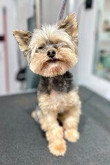 old yorkshire terrier dog sits on black table before haircut in grooming salon . pet. small dog waiting