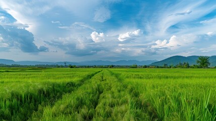 Obraz premium A panoramic view of grass fields under a wide open sky