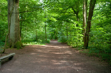 Close up in woodland