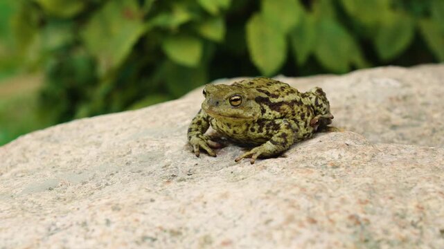 Large toad sits on a stone
