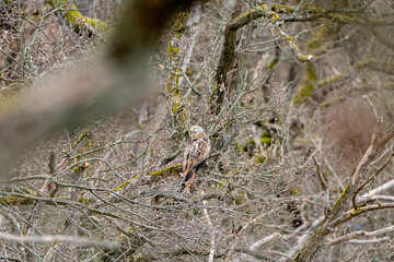 a red kite (Milvus milvus) sits on a branch