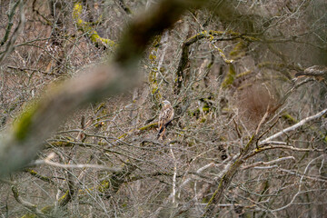 a red kite (Milvus milvus) sits on a branch