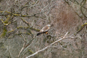 a red kite (Milvus milvus) sits on a branch