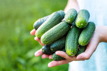 A man is holding fresh cucumbers from his vegetable garden, harvest.
