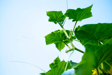 A cucumber plant against a blue sky.