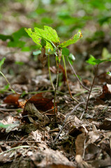 Close up in woodland